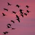 Strong Urge To Fly (@strongurgetofly) Twitter profile photo