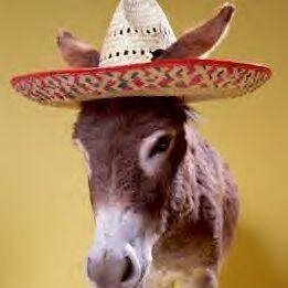 nicholemonias Profile Picture
