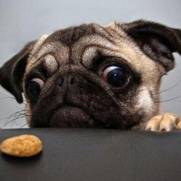 dog food secrets natural dog food homemade dog food all natural dog food
make your own dog food, organic dog food, best dog foods
dog food
