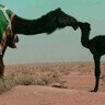 ‏‏[مصيرك لاذكرتني تشتااق ] علموآ من خابت الهقوآت فيہ لآ يجي عقب البطآ ينبش مكانہ ♥ الخااص ممنوع