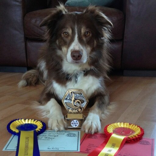 DogFreestyle's profile picture. I'm Kim Lyddon.   I have a passion for Canine Freestyle and Clicker Training.  I love training my dogs and teaching others how to train their dogs great moves.