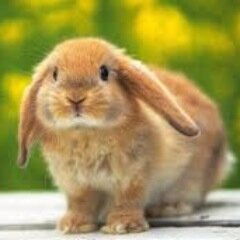 just your everyday bunny attending
Adelphi University