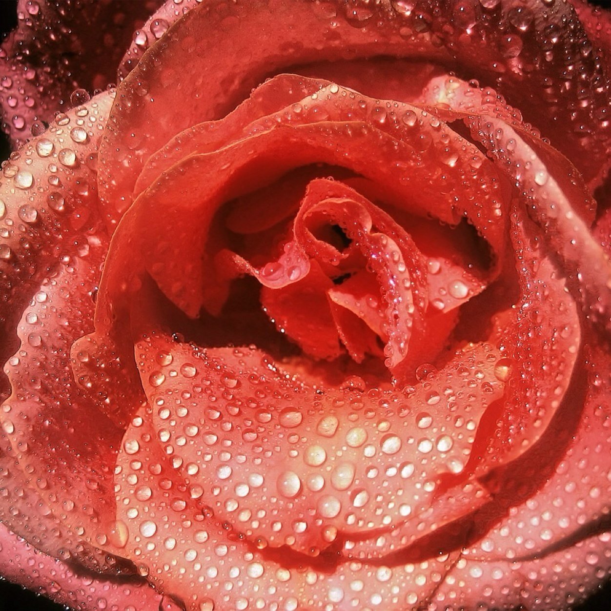 Follow your fragrance journey. A sampling of luxury fragrances.