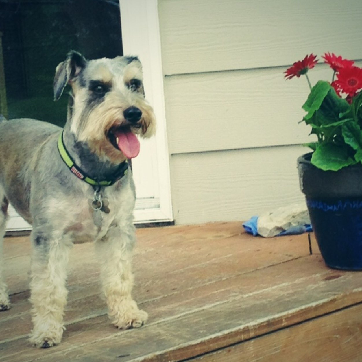 i_schnoodle's profile picture. Hi! Im Hayden! Im 5 years old an Im a schnoodle. Schnauzer+poodle=me! Enjoy my pics!