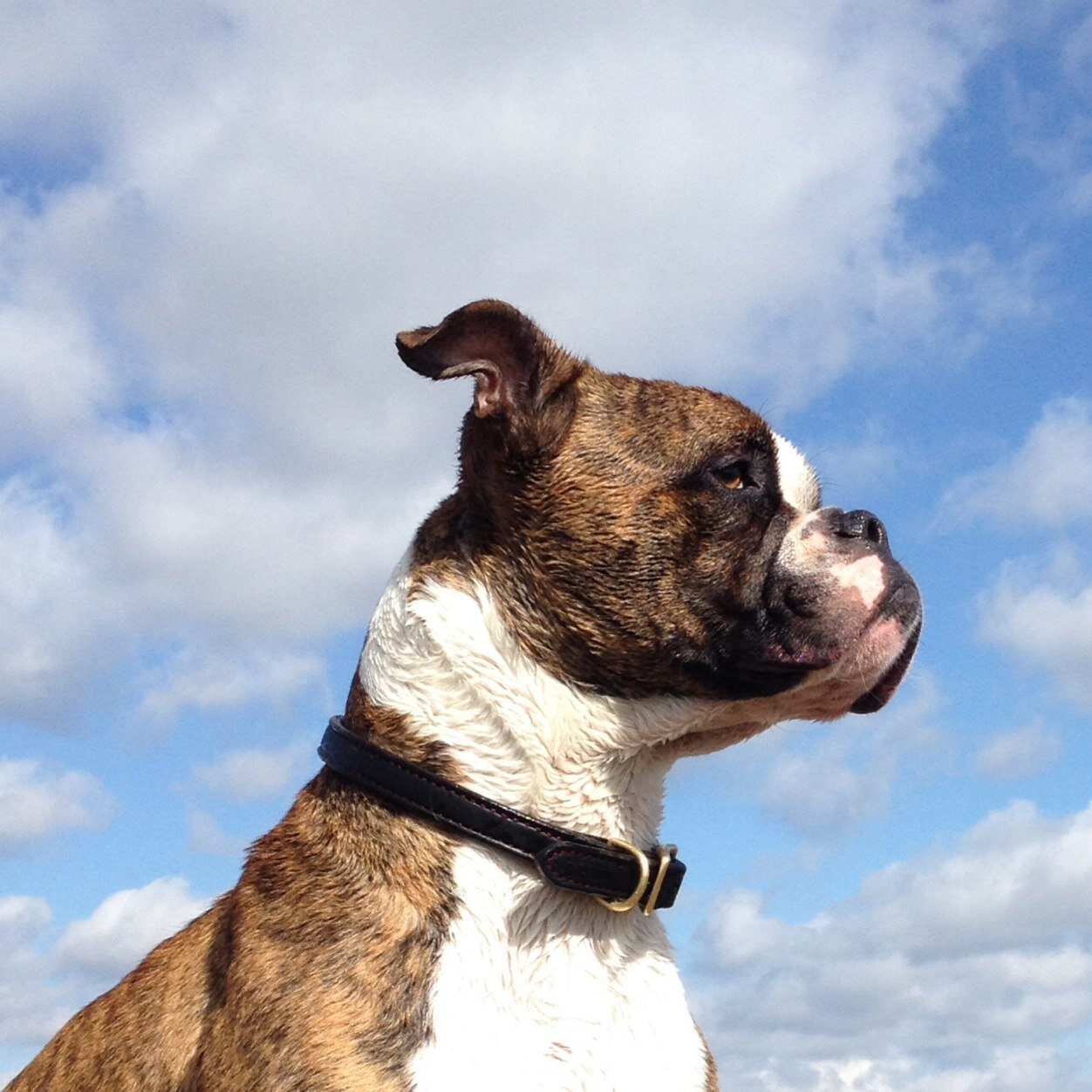 Dog about town.