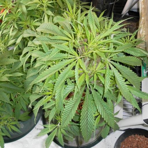 OG B'klyn guy; Fnder frmr Good Earth Ent & Marijuanot,latter idea of high CBD low THC Med, embracing the concept of respnsible use time & plce 4 nrly evrythg...