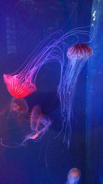 immm_13's profile picture. もおじょ しずおか