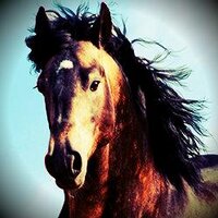 Paarden (@paarden) 's Twitter Profile Photo