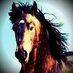 Paarden (@paarden) Twitter profile photo