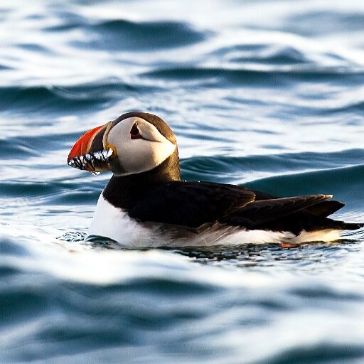 Whale&Bird Watching tours North of Norway