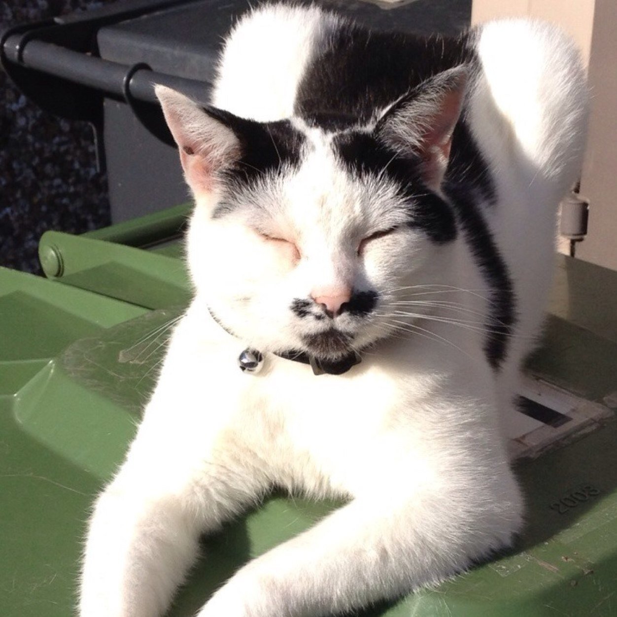 I like Birds I like my owners I like Whiskas cat food I like watching tv I like playing I like eating fresh cooked chicken I like sleeping