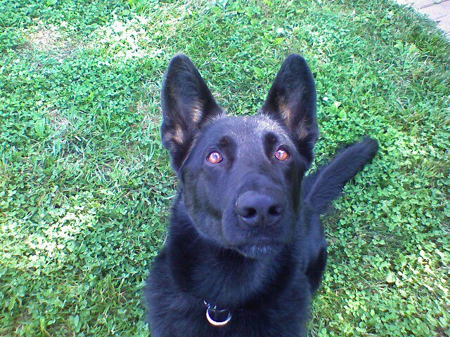 lawdog