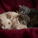 ella  rosen - @ellarosen2 - Twitter