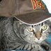ProfessorCat (@finnjakemlv) Twitter profile photo