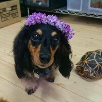 rokoxxx666 (@rokochixxxxxx) Twitter profile photo