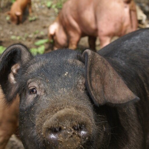 englishblackpig Profile Picture