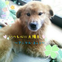 いつも心に太陽を(@itsucoco_yu) 's Twitter Profile Photo
