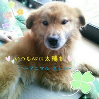 いつも心に太陽を (@itsucoco_yu) 's Twitter Profile