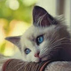Jomblo tuh harusnya bahagia, yee gakk?? :) tapi sayangnya U.U  gue engga