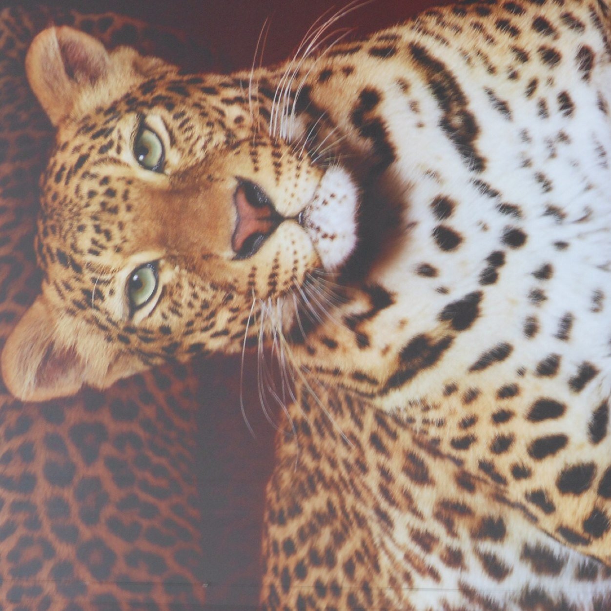 wcozza's profile picture. 