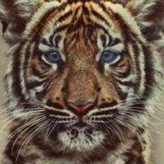 pequena sereia. roinc