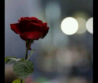 أنَا لَست مَلكہ مِن مَلِكآتٌ الَزمان ولست أملك جمَالا لاَ يملِكہ اِنسانٌ وليس عنديِ مَا هٌو في الأحلَام ولكنِي أمَلك قَلباً لَا يملكُہ اِلا القلِيل الانْ