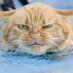 ะัะฑัะฐะฒะบะฐ (@iva3iva) Twitter profile photo ะัะฑัะฐะฒะบะฐ (@iva3iva) Twitter profile photo