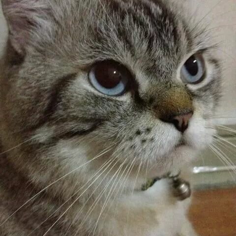 ฟอลฟรีเพื่อความบันเทิง