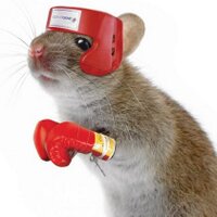 3 Blind Mice Boxing (@3bmboxing) 's Twitter Profile Photo