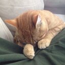 Bucky the lamma - @brian_beitz - Twitter