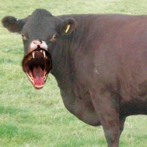 Just your every-day cow with a cat's face