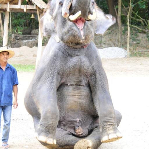 Paparuda88's profile picture. 