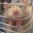 la_beute's profile image