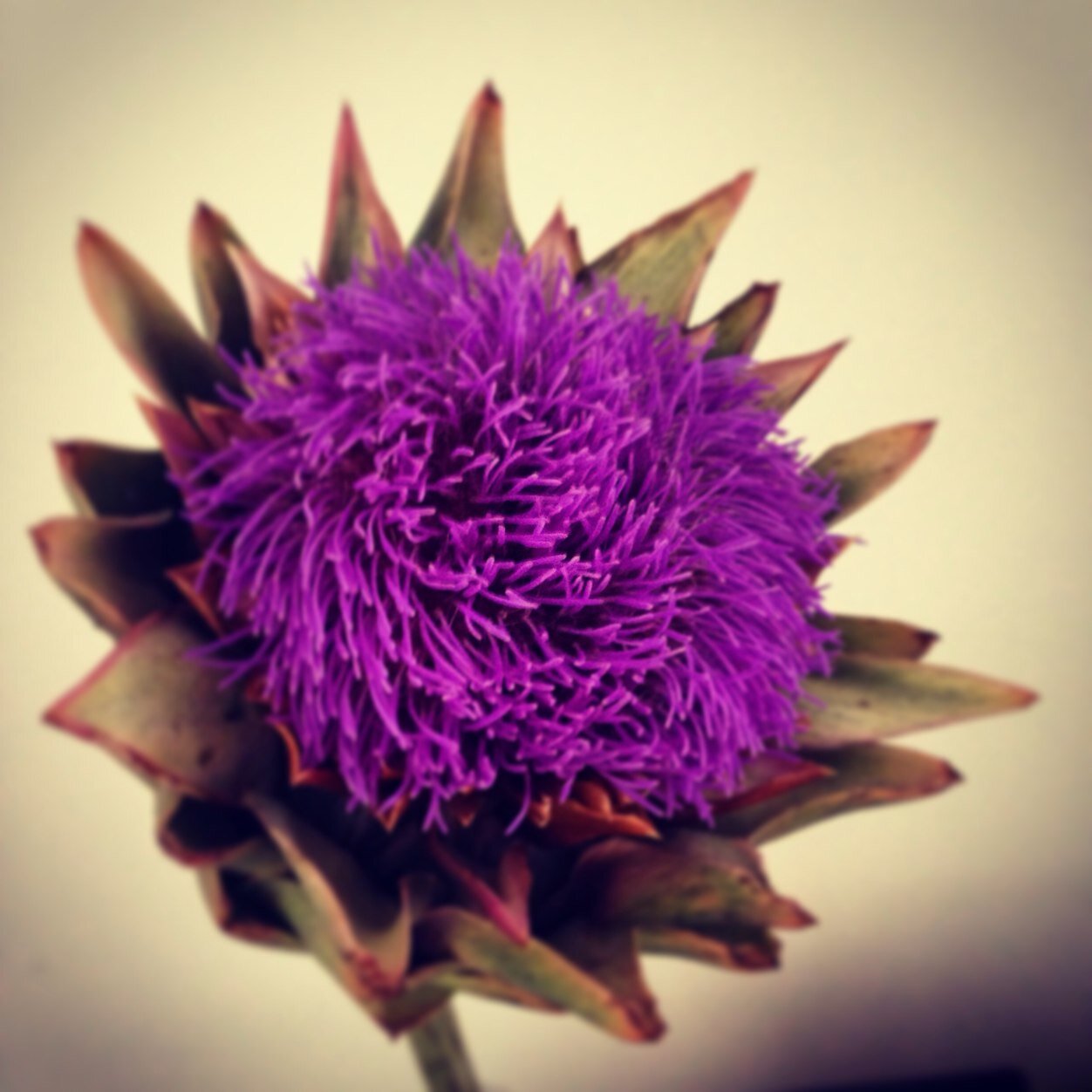 Patocisne's profile picture. 