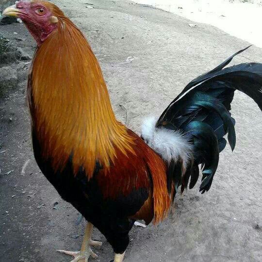 reviví : )