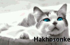 makhoso63910739's profile picture. 