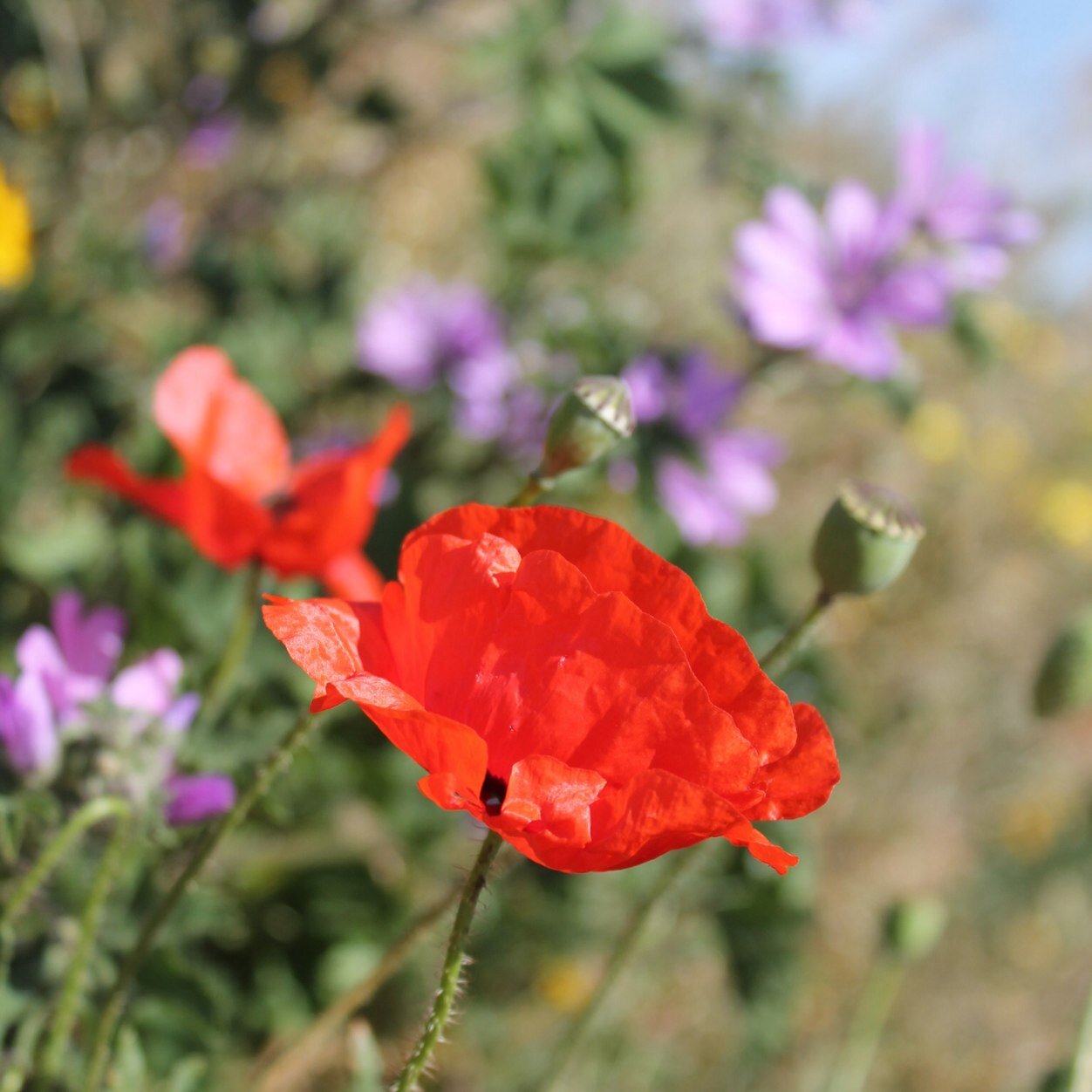 neimahawajah's profile picture. 