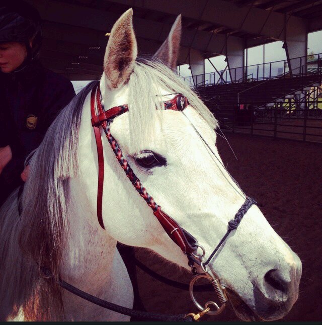 Equestrians don't just own horses they have a best friend for life! i love ARABS! equestrian 4 lyfe and ride 5 evs! insta: greyarabmare