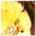 Bear Havanese (#wgastrong) (@bearwolfwonder) Twitter profile photo Bear Havanese (#wgastrong) (@bearwolfwonder) Twitter profile photo