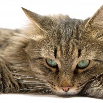Shecat, single. I dont talk often...I keep myself isolated from everyone...Its kinda a curse, once someone who loves me for me then it'll be gone for good...