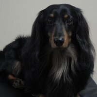 ロッソネロ (@t_takaaki) 's Twitter Profile