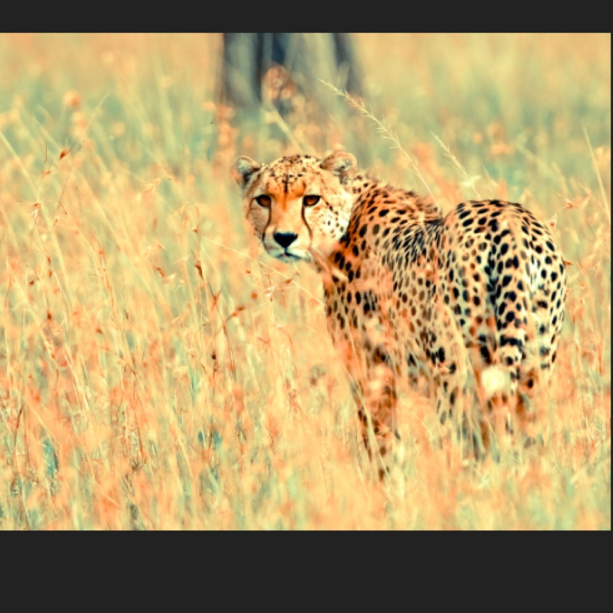 BradlyLexy's profile picture. I am a beilieber,overall GOD is my #1 fan Life is to short to regret and dought.be who u r maybe a little crazier!