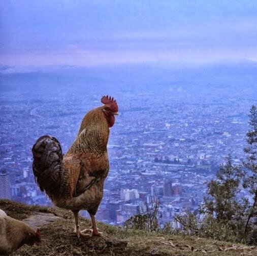 senior_kko's profile picture. 수탉처럼 살고 싶은 시니어 / 지붕 위에서 바람의 방향을 살피다 가끔씩 내려와 쪼기 / 서현역 출몰