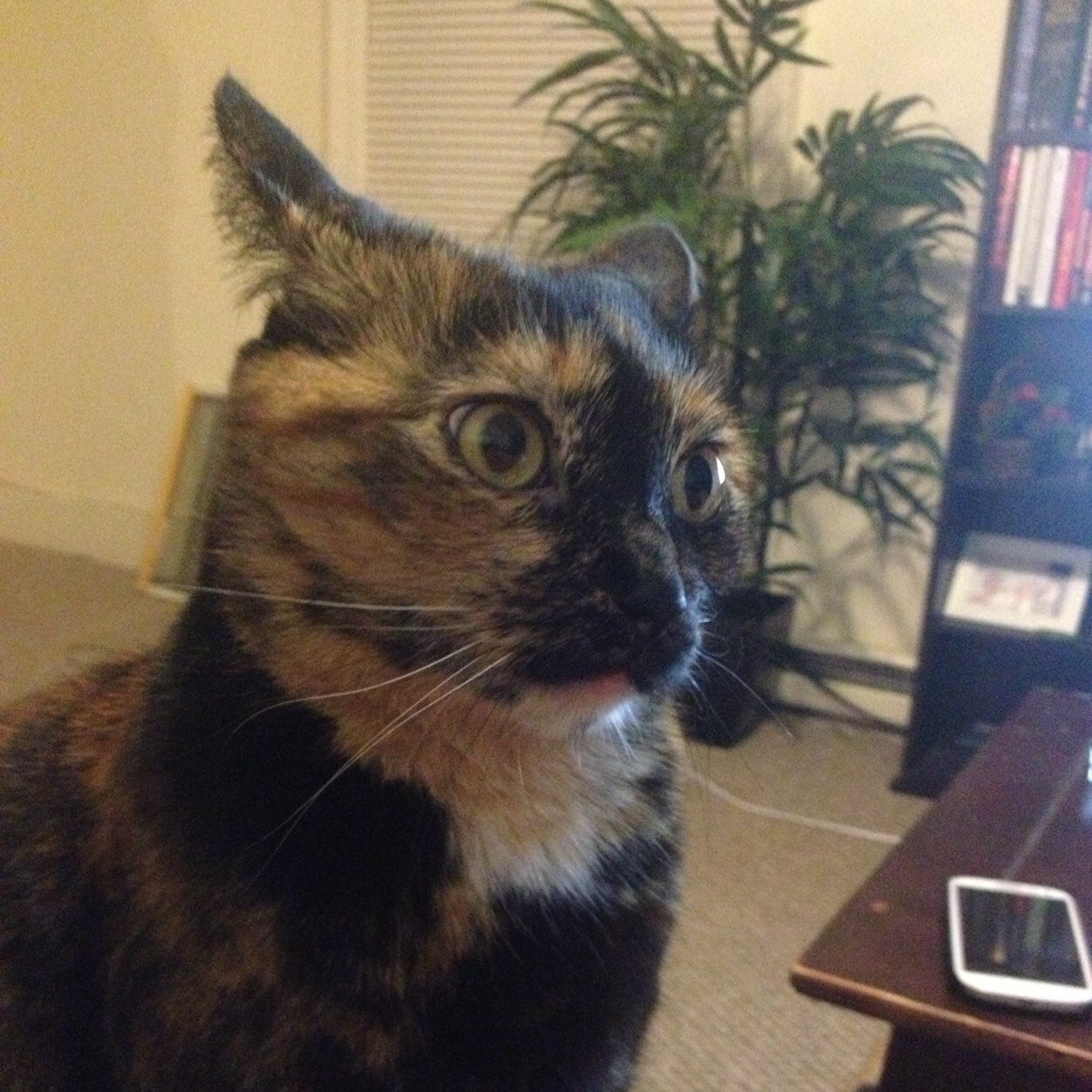 SBobo14's profile picture. 