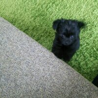 coro_coro (@coro_rutina) 's Twitter Profile