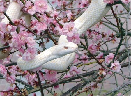 元玩具屋さんで乗り鉄な暇人。Ingress虫部