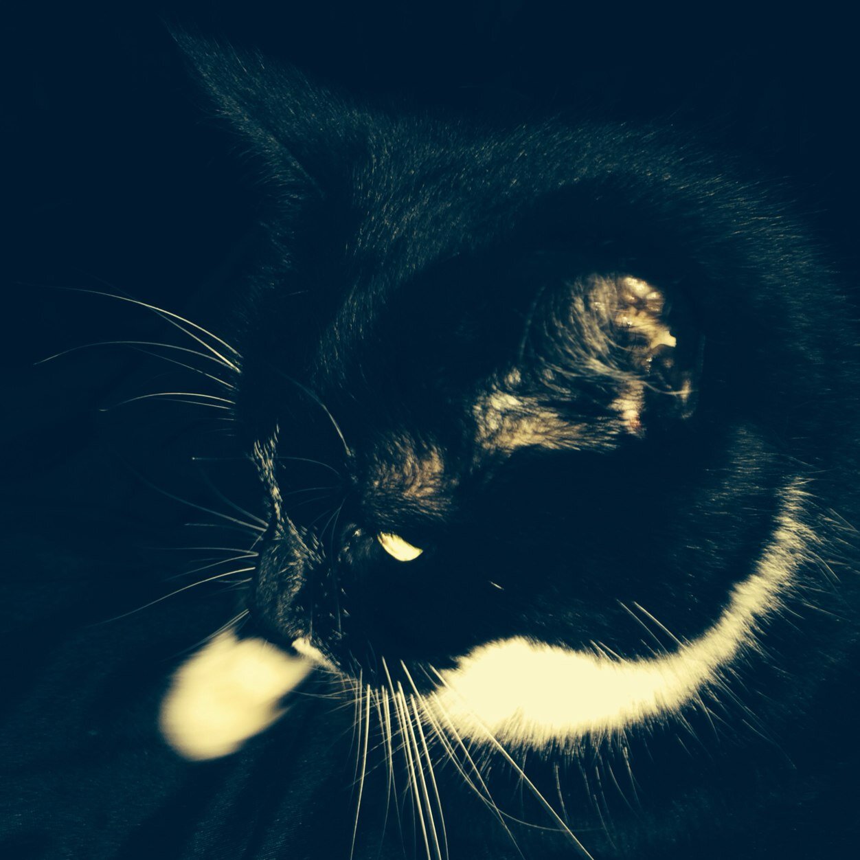 Valuablelesson's profile picture. Stultum est timere quod vitare non potes