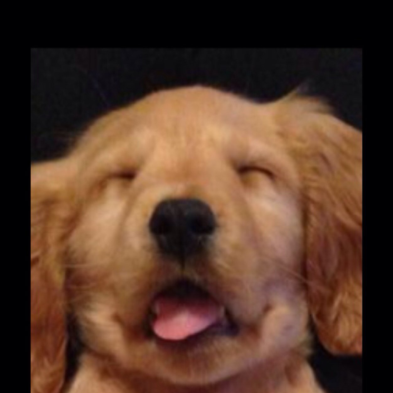 The Original Faded Pup Meme ©