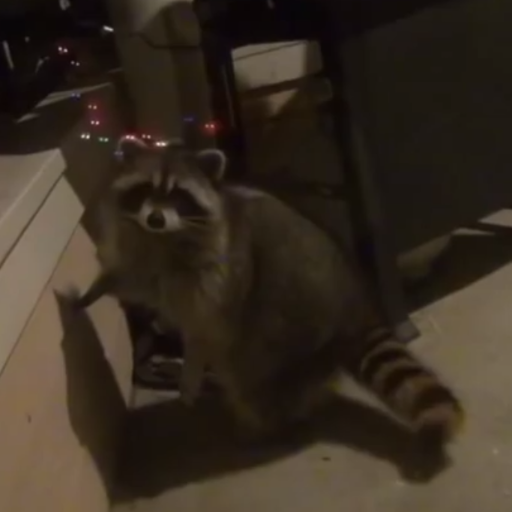 Just a Racoon. I like Snacks.