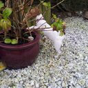 Jacky Russell - @RussellJacky - Twitter